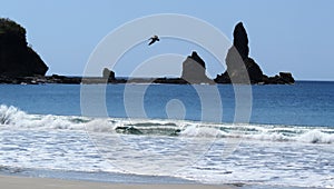Pacific ocean with rocks an pelicano photo