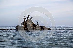 Pacific ocean sea birds Cormorant and Pelicans on rocks