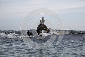 Pacific ocean sea birds Cormorant and Pelicans on rocks big wave