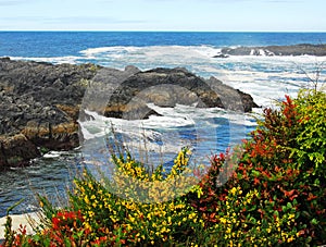 Pacific ocean and seashore