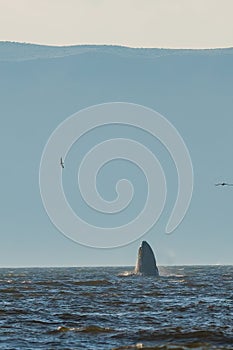 Pacific Ocean and silhouette of a big humpback whale breaching out of water in the ocean