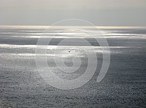 Pacific ocean with sun, reflections, flying gull