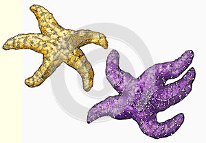 Pacific ochre sea star illustration photo