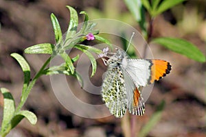 Pacific Orangetip Butterfly - Anthocharis sara