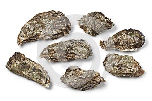 Pacific oysters