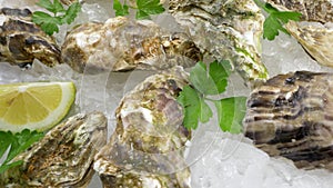 Pacific Oysters Half Shell
