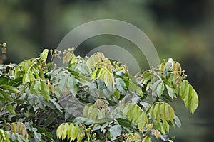 Pacific parrotlet (Forpus coelestis) in Ecuador