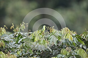 Pacific parrotlet (Forpus coelestis) in Ecuador