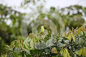 Pacific parrotlet (Forpus coelestis) in Ecuador