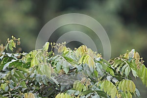Pacific parrotlet (Forpus coelestis) in Ecuador