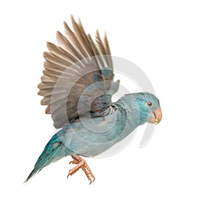 Pacific Parrotlet, Forpus coelestis, flying