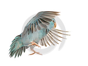 Pacific Parrotlet, Forpus coelestis, flying