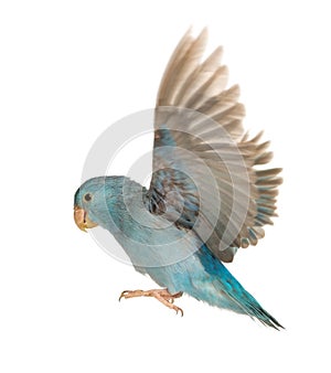 Pacific Parrotlet, Forpus coelestis, flying