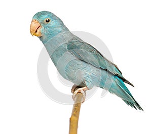 Pacific Parrotlet, Forpus coelestis, perched on branch photo