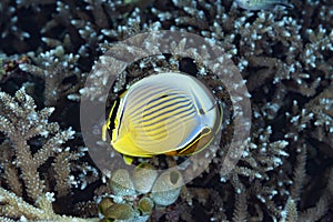 Pacific Pinstriped Butterflyfish Chaetodon lunulatus