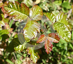 Pacific Poison Oak Plant Close Up Of Leaves For Plant ID High Quality