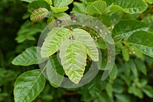 Pacific Poison Oak Plant Leaves Close Up