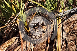 Pacific pond turtles Actinemys marmorata