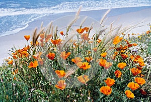 Pacific Poppies