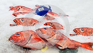Pacific red snapper on ice