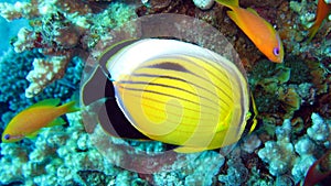 Pacific Redfin Butterflyfish