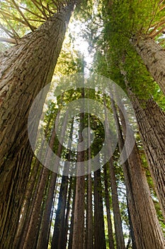 Pacific Redwoods photo