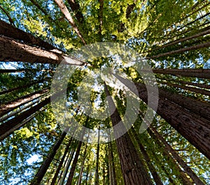 Pacific Redwoods