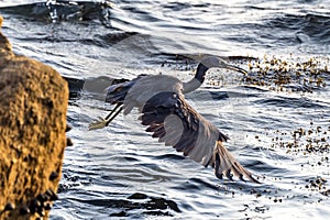 The Pacific Reef-Egret