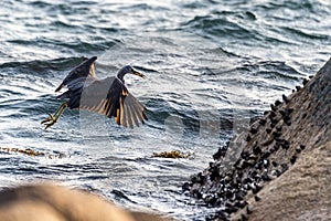 The Pacific Reef-Egret