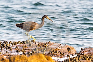 The Pacific Reef-Egret