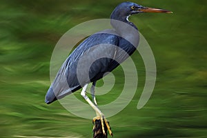 Pacific Reef Egret