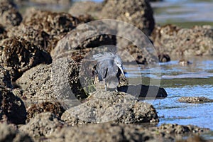 Pacific reef heron (Egretta sacra)  Australia