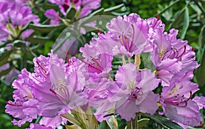 Pacific rhododendron Rhododendron macrophyllum is a large-leaved species of Rhododendron native to the Pacific Coast of North