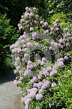 Pacific rhododendron shrub in full bloom