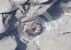 Pacific Rock Crab in a shallow tide pool during low tide, view from above