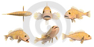 Pacific rock fish - canary rockfish_sebastes pinniger