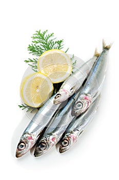 Pacific round herring