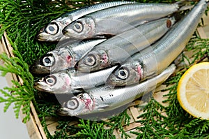 Pacific round herring