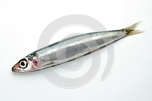 Pacific round herring