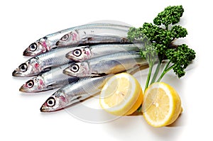 Pacific round herring