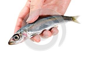 Pacific round herring