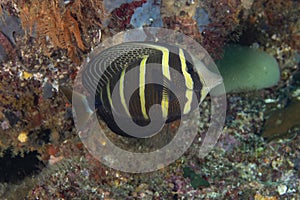 Pacific Sailfin Tang on coral reef in Raja Ampat, Indonesia