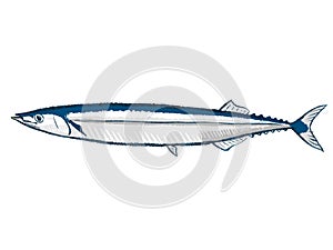 Pacific saury, sanma, mackerel pike