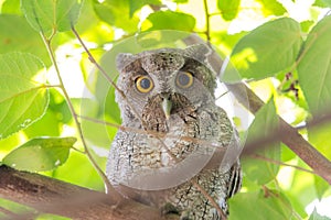Pacific Screech owl in daytime on tree branch.