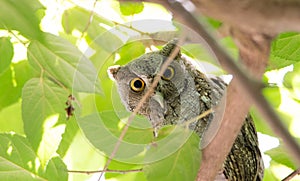 Pacific Screech owl in daytime on tree branch.