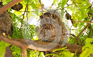 Pacific Screech owl in daytime on tree branch.