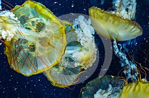 Pacific sea jellyfish on a dark background