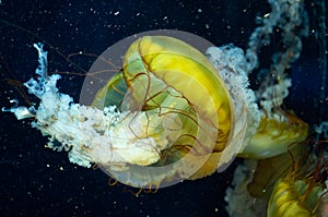 Pacific sea jellyfish on a dark background