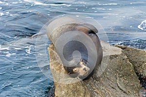 Pacific sea lions sitting on coastal rock jetty