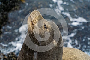 Pacific sea lions sitting on coastal rock jetty